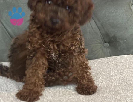 Toy poodle Köpeğimize Eş Arıyoruz