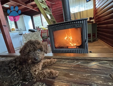 Toy poodle Köpeğimize Eş Arıyoruz