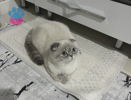 1 Yaşındaki Blue point scotish fold kırması kızıma eş arıyorum