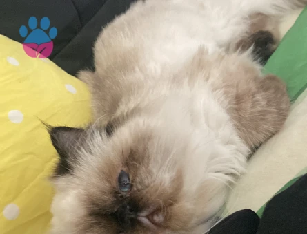 İran Kedisi cücü eş arıyor