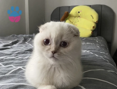 Scottish Fold Silver Shorthair