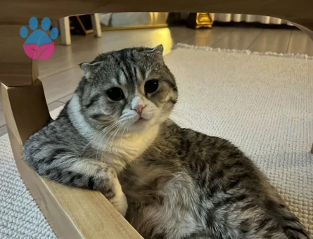 scottish Erkek kedi eş arıyoruz