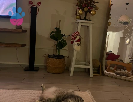 scottish Erkek kedi eş arıyoruz