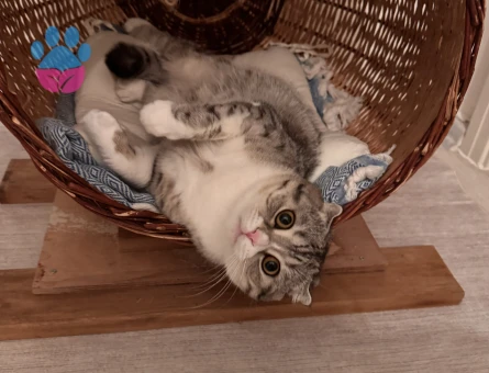 scottish Erkek kedi eş arıyoruz