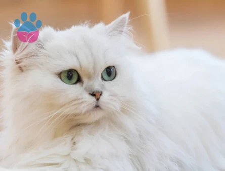 İran Scottish Fold Dİşi kedi