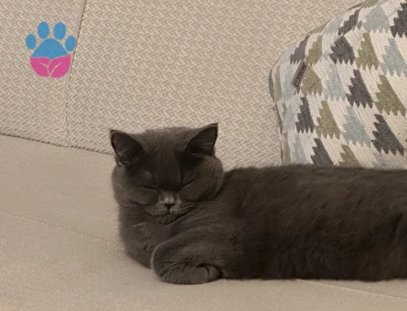 Kızımız Maya’ya eş arıyoruz