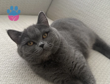 Kızımız Maya’ya eş arıyoruz