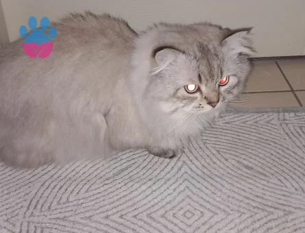 Biritish longhair Oğlumuza Eş Arıyoruz