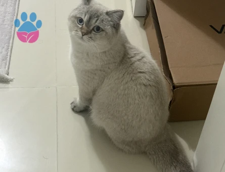 British Shorthair Colorpoint Oğlumuza Eş Arıyoruz