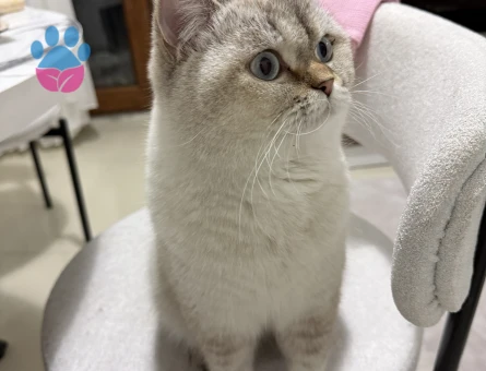 British Shorthair Colorpoint Oğlumuza Eş Arıyoruz