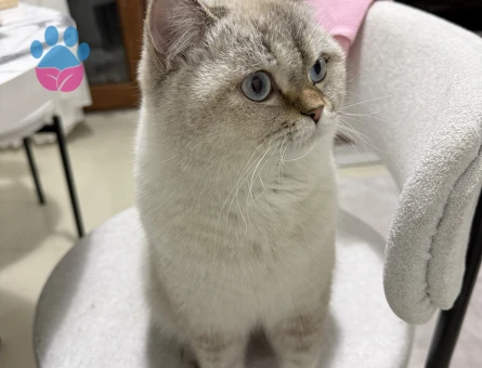 British Shorthair Colorpoint Oğlumuza Eş Arıyoruz