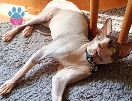 Sfenks Oğlumuza Eş Arıyoruz