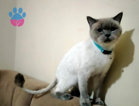 Bezhat kraliçesini ariyor