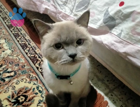 Bezhat kraliçesini ariyor