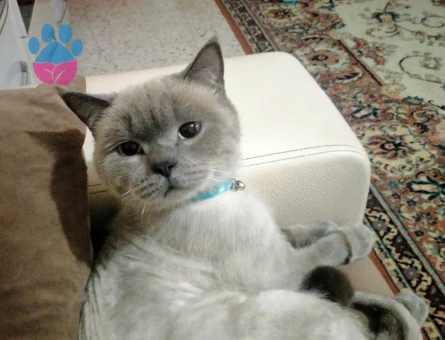 Bezhat kraliçesini ariyor