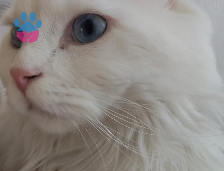 Ankara kedisi eş arıyoruz