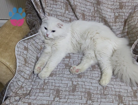 Ankara kedisi eş arıyoruz