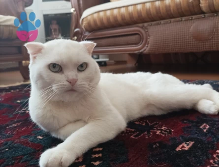 Scottish Fold Oğluma Eş Arıyorum