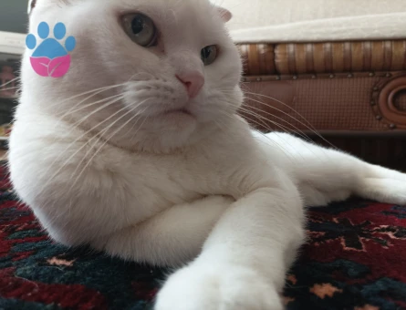 Scottish Fold Oğluma Eş Arıyorum