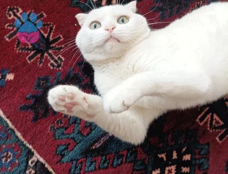 Scottish Fold Oğluma Eş Arıyorum