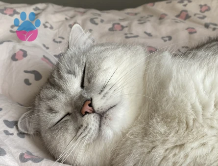 British shorthair silver erkek kedi