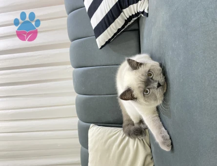 BRİTİSH BLUEPOİNT KIZIMA EŞ ARIYORUM