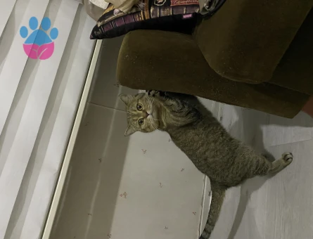 British Shorthair Paşama Tatlı Bir Eş Arıyoruz