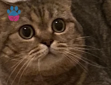 British Shorthair Paşama Tatlı Bir Eş Arıyoruz