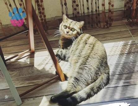 British Shorthair Paşama Tatlı Bir Eş Arıyoruz