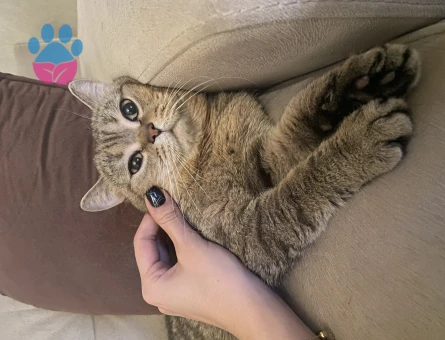 British Shorthair Paşama Tatlı Bir Eş Arıyoruz