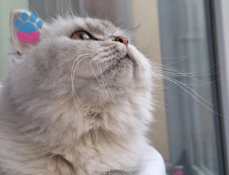 Sevimli kedimiz için eş arıyoruz🐱💖