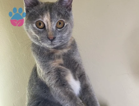 Erkek kedi arıyorum