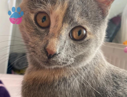 Erkek kedi arıyorum