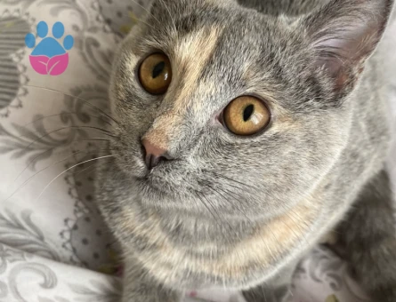 Erkek kedi arıyorum