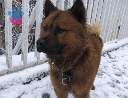 Köpeğime Eş arıyoruz