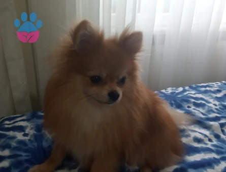 Pomerian Bo Köpeğim Kuki Eş Ariyorum