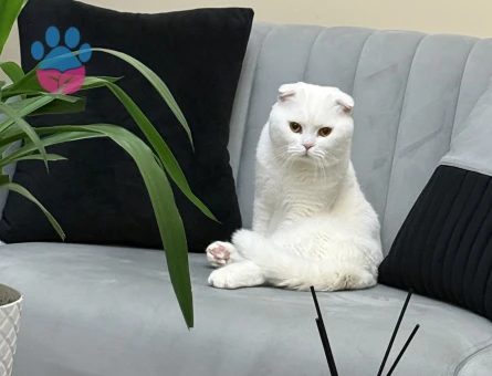 Oglumuza eş arıyoruz