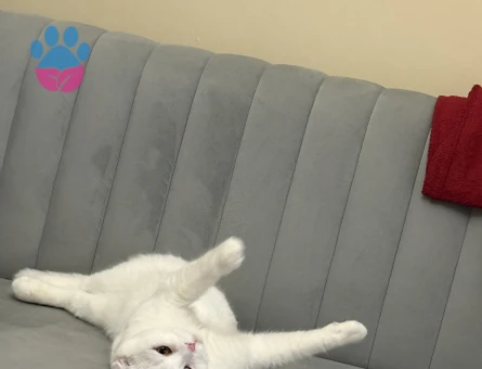 Oglumuza eş arıyoruz