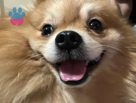 Pomerian erkek köpegimize es ariyoruz