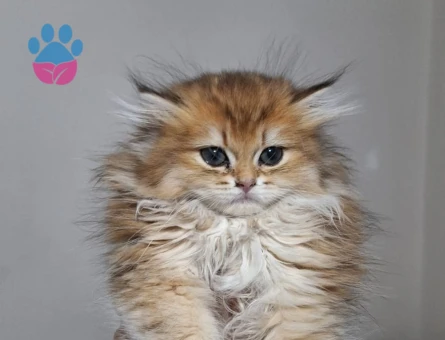 British golden long hair