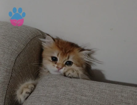 British golden long hair