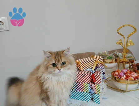 British golden long hair