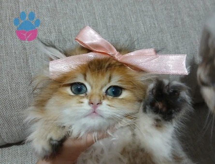 British golden long hair