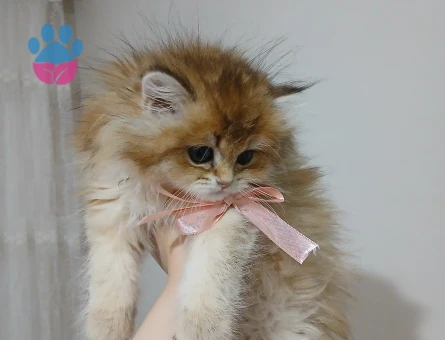 British golden long hair