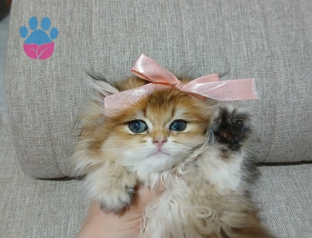 British golden long hair