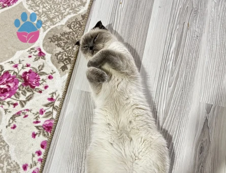 Scotish Fold 2 Yaşında Eş Arıyor