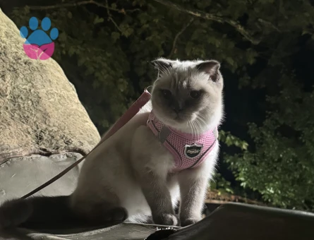 Scotish Fold 2 Yaşında Eş Arıyor