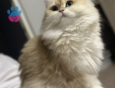 British Long Hair Kızımıza Erkek Arıyoruz