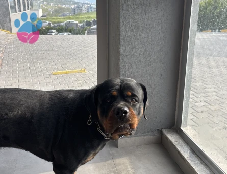 Rottweiler Kızıma EşArıyorum