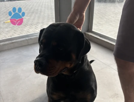 Rottweiler Kızıma EşArıyorum